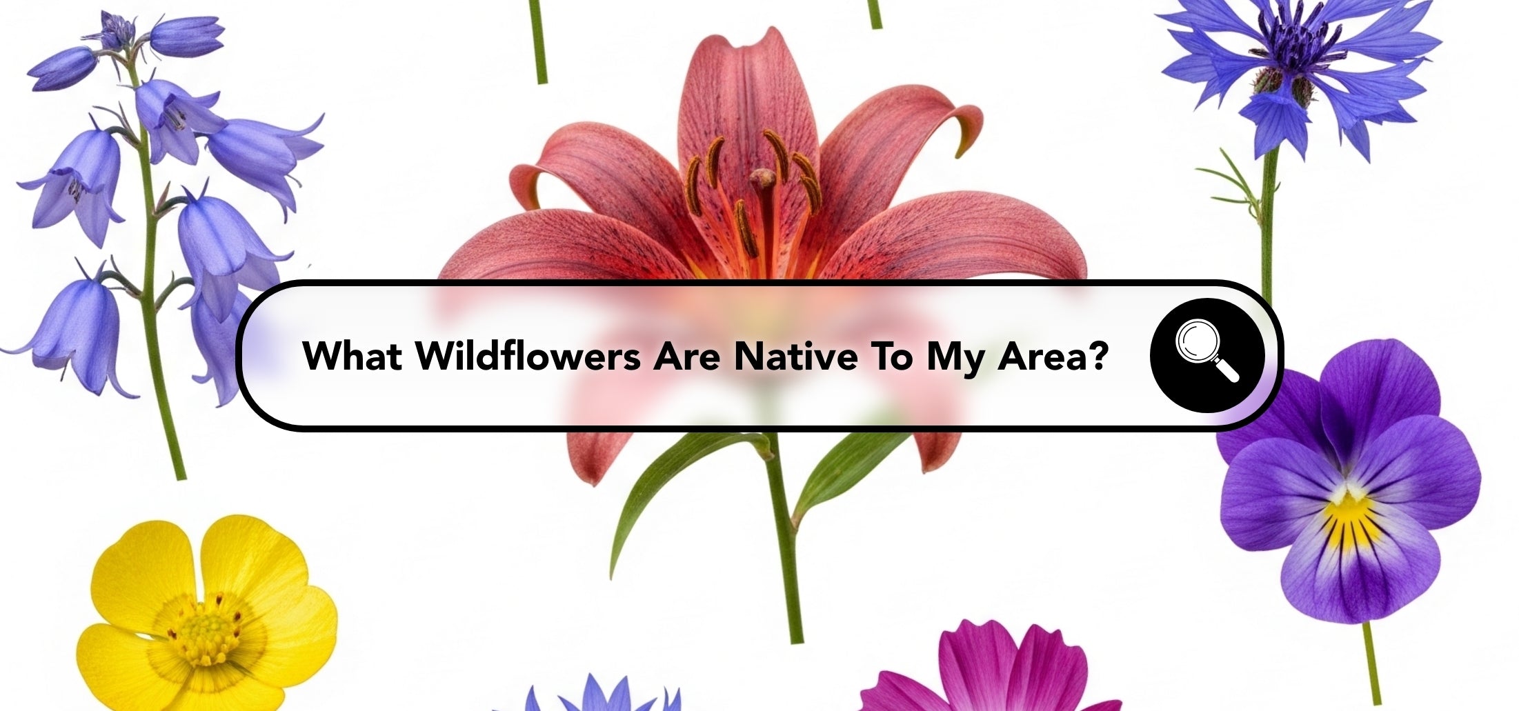 What Wildflowers Are Native to My Area? Flowers Near Me