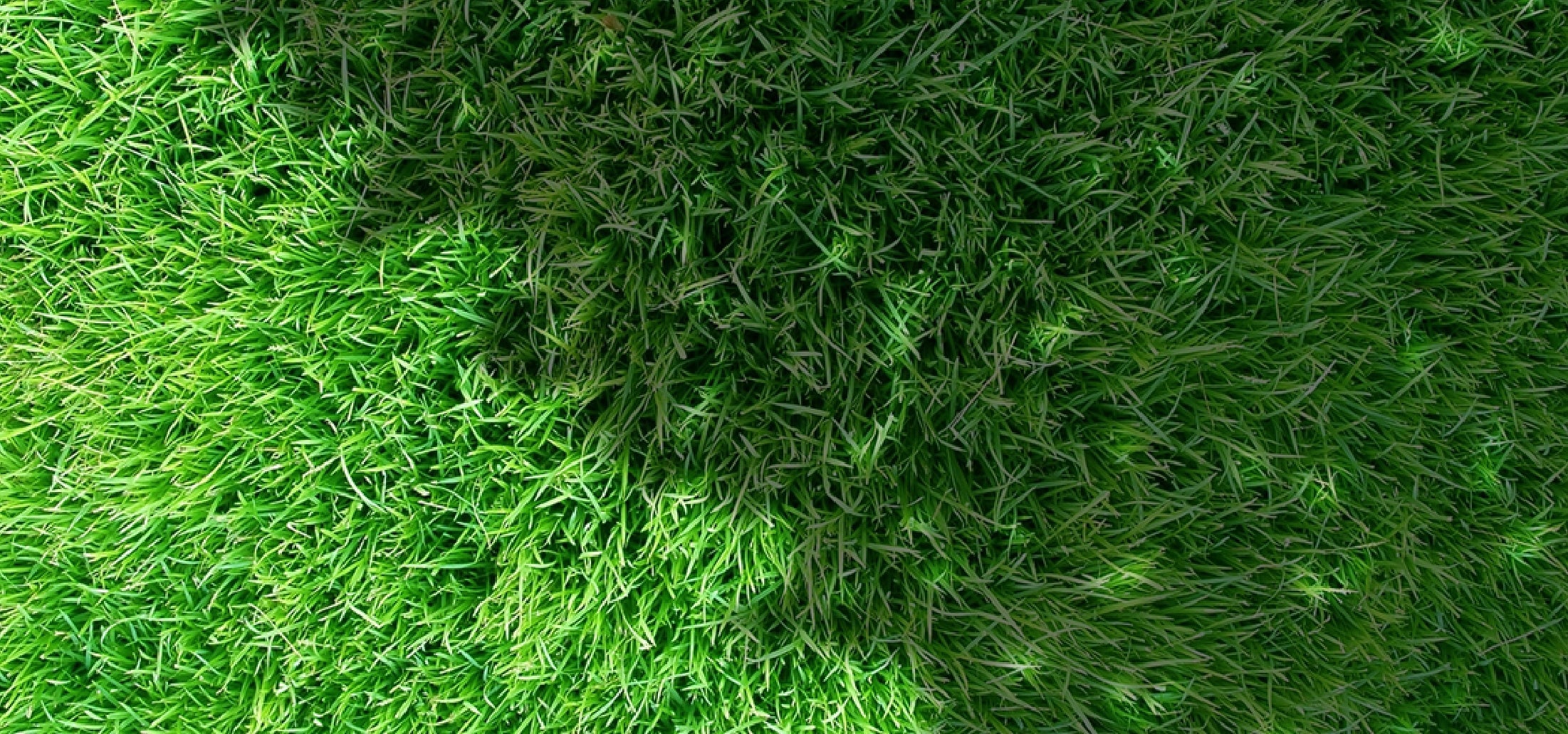 The Best Grass for Shade