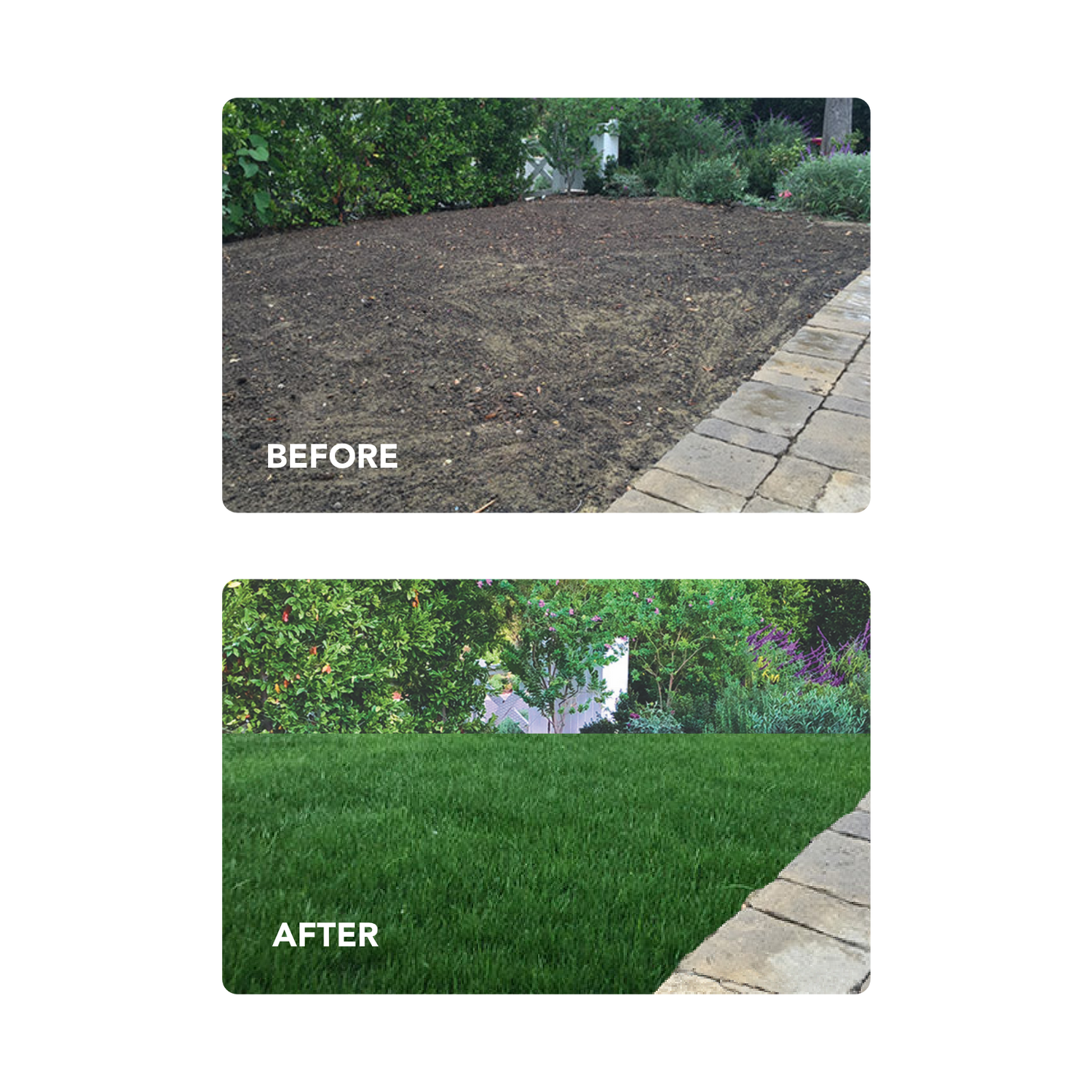 New Lawn (200 sq ft roll)