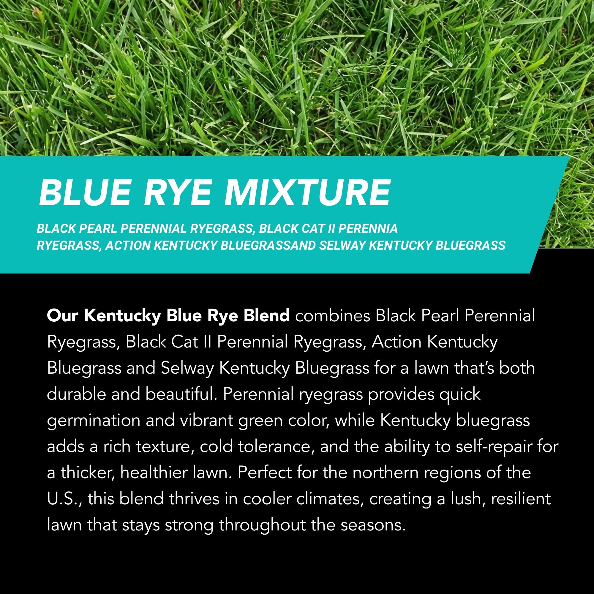 NU-Lawn Roll (200 sq ft roll)