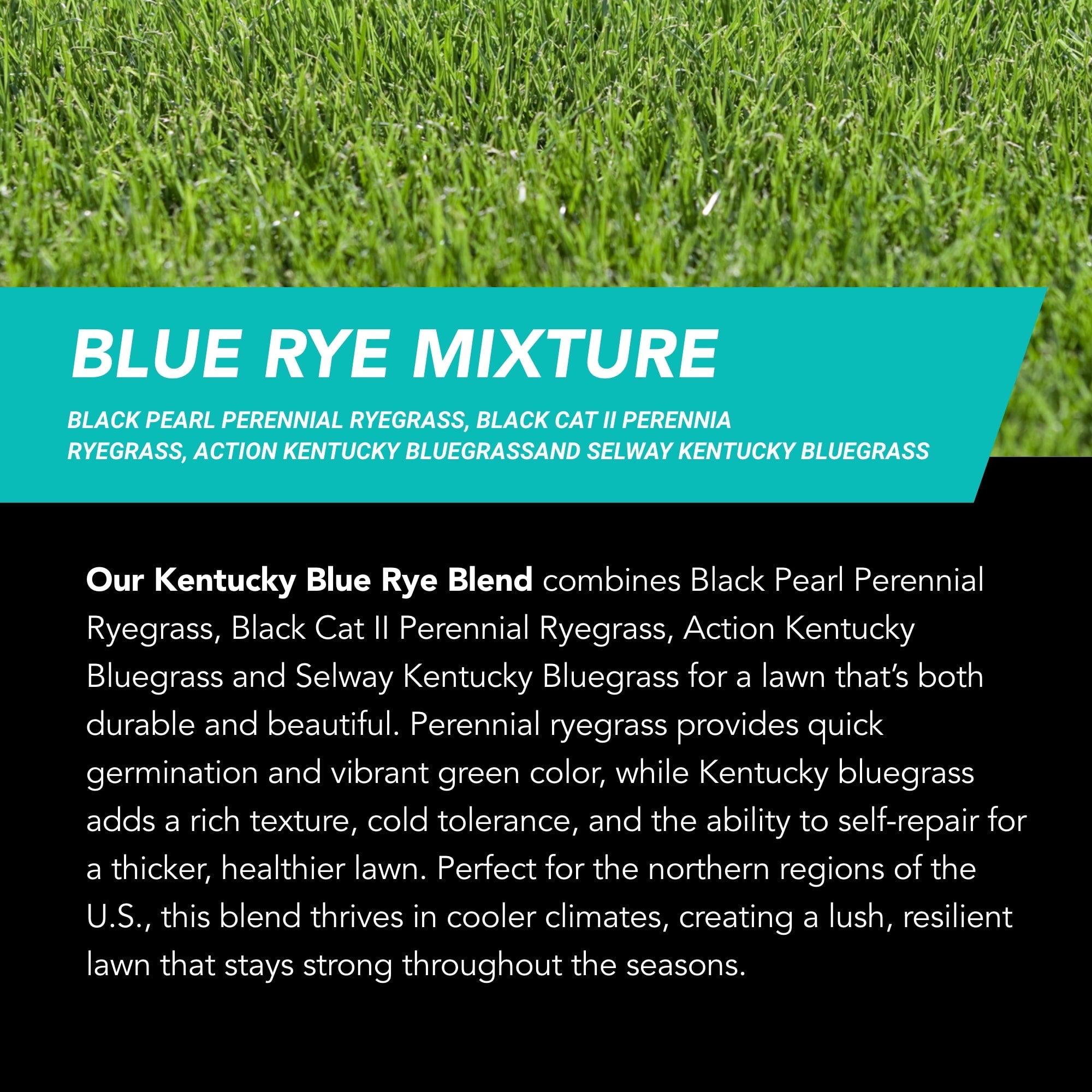 NU-Lawn Roll (200 sq ft roll)