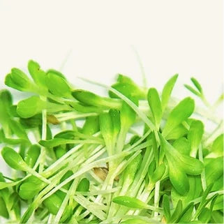 GrowTrax Superfoods Microgreens Kit