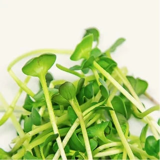 GrowTrax Superfoods Microgreens Kit