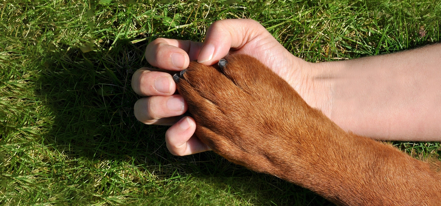 Pro Tips For Pet Safe Lawn Care