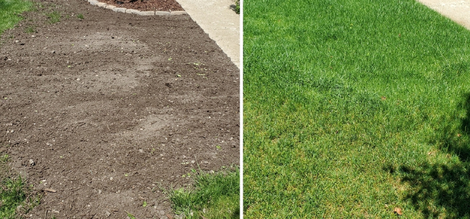 Say Goodbye to Patchy Lawns: Expert Tips for Repairing Bare Spots Fast