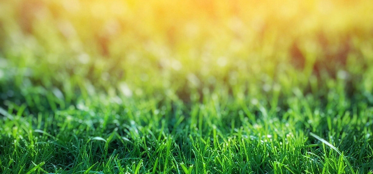 Maximize Your Lawn’s Potential with These Top Warm Season Grass Varieties