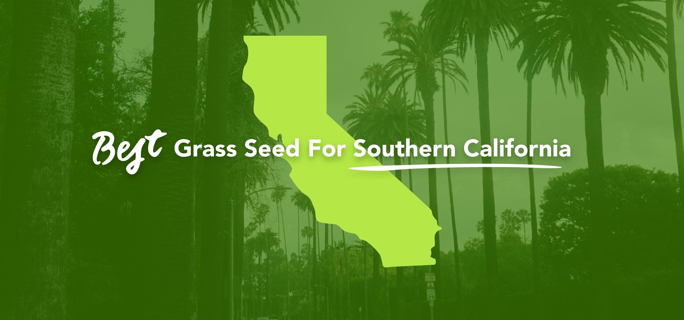 Best Grass for Southern California: A Homeowner’s Guide