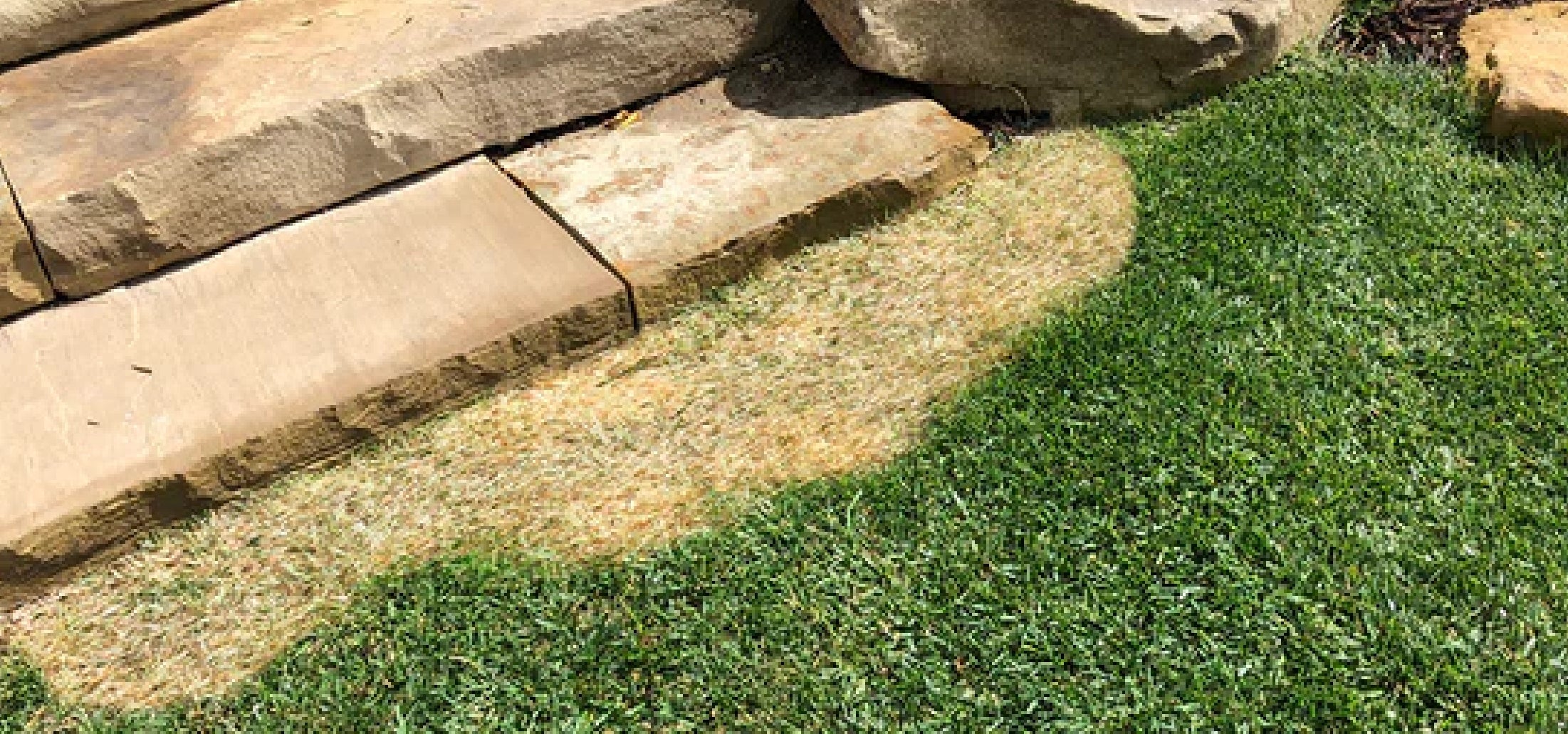 Revitalize Your Yard: Identifying and Fixing Thin Grass Issues