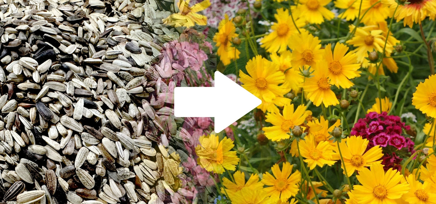 How to Plant Wildflower Seeds | Planting Wildflower Seeds
