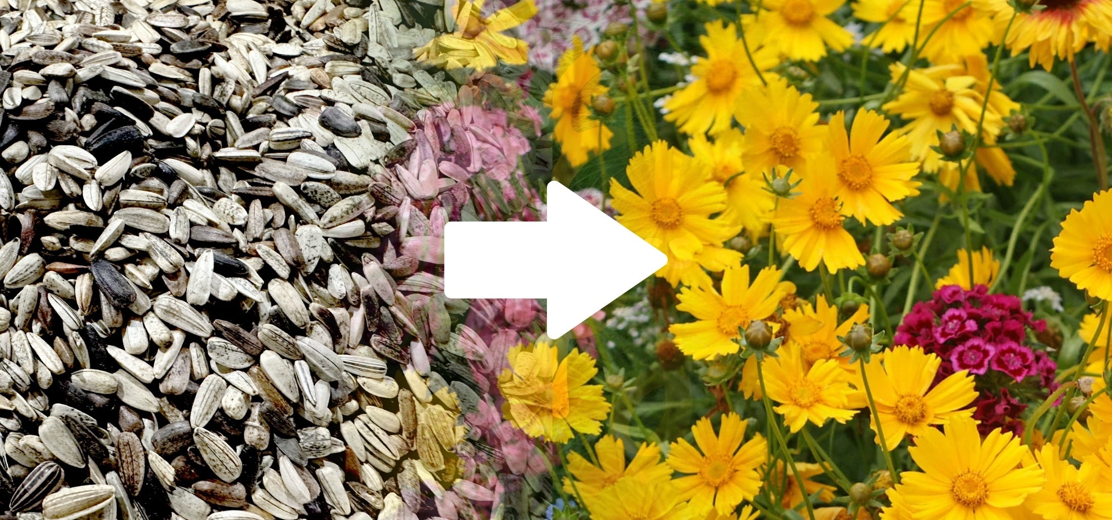 How to Plant Wildflower Seeds | Planting Wildflower Seeds
