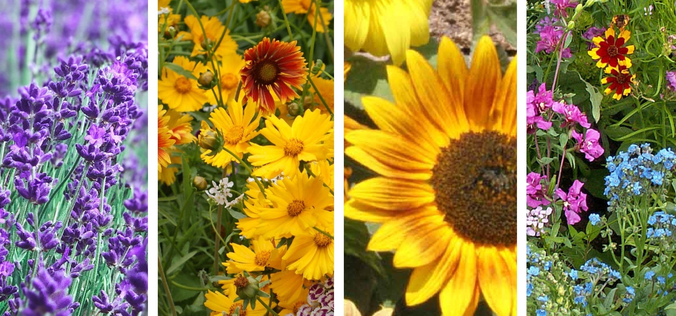 Wildflower Lawn | Planting Wildflowers Instead of a Lawn