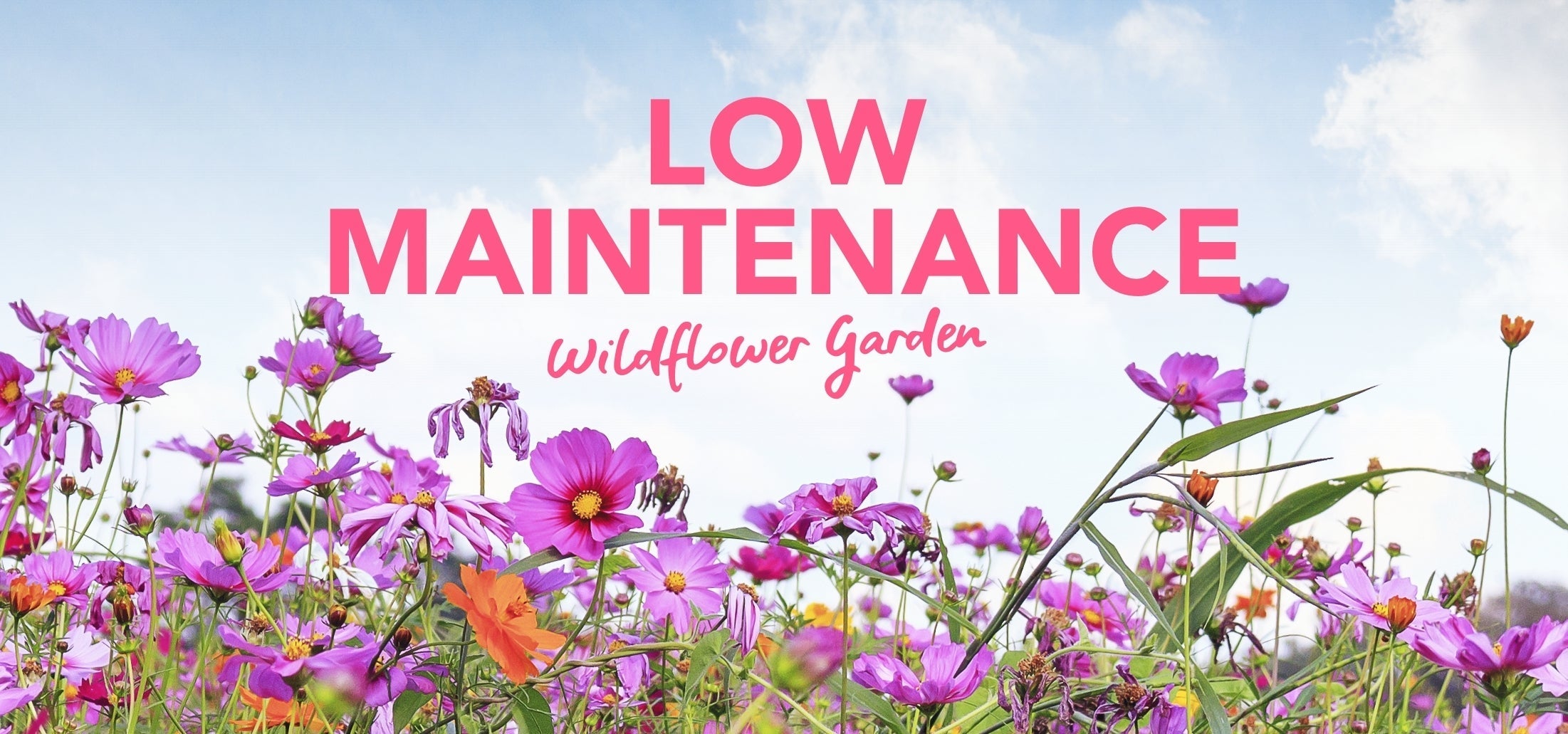 Wildflower Gardens | Planting a Low-Maintenance Wildflower Garden