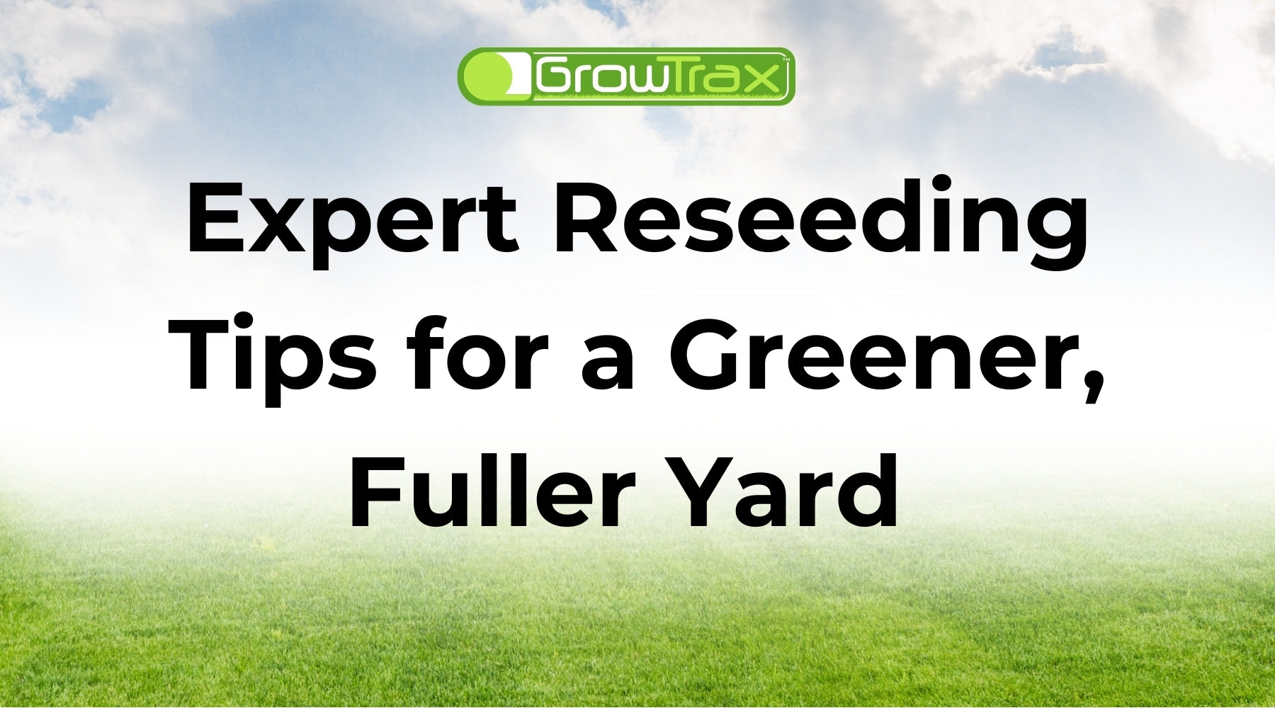 Reseeding Lawn | Expert Reseeding Tips for a Greener, Fuller Yard