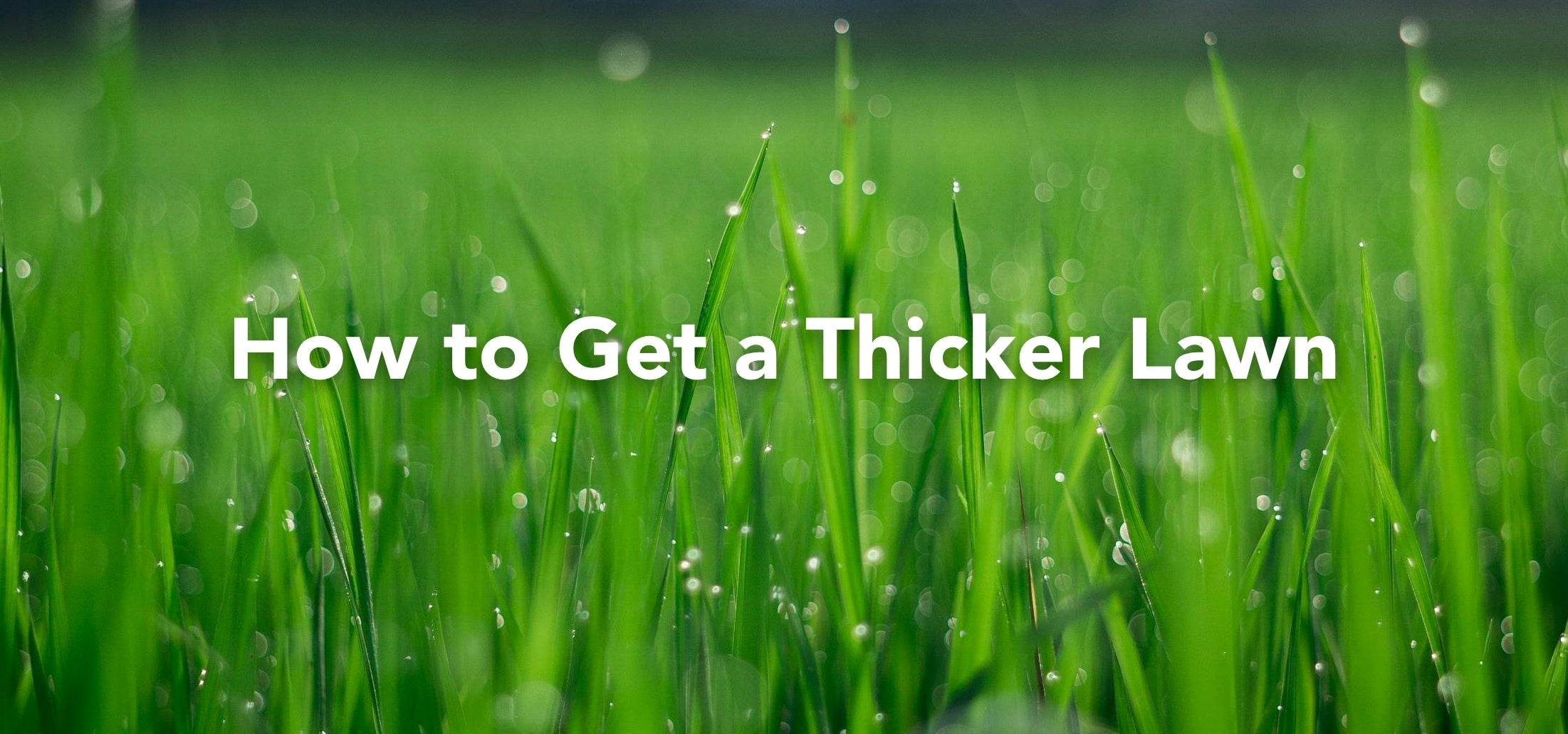 How to Get a Thicker Lawn