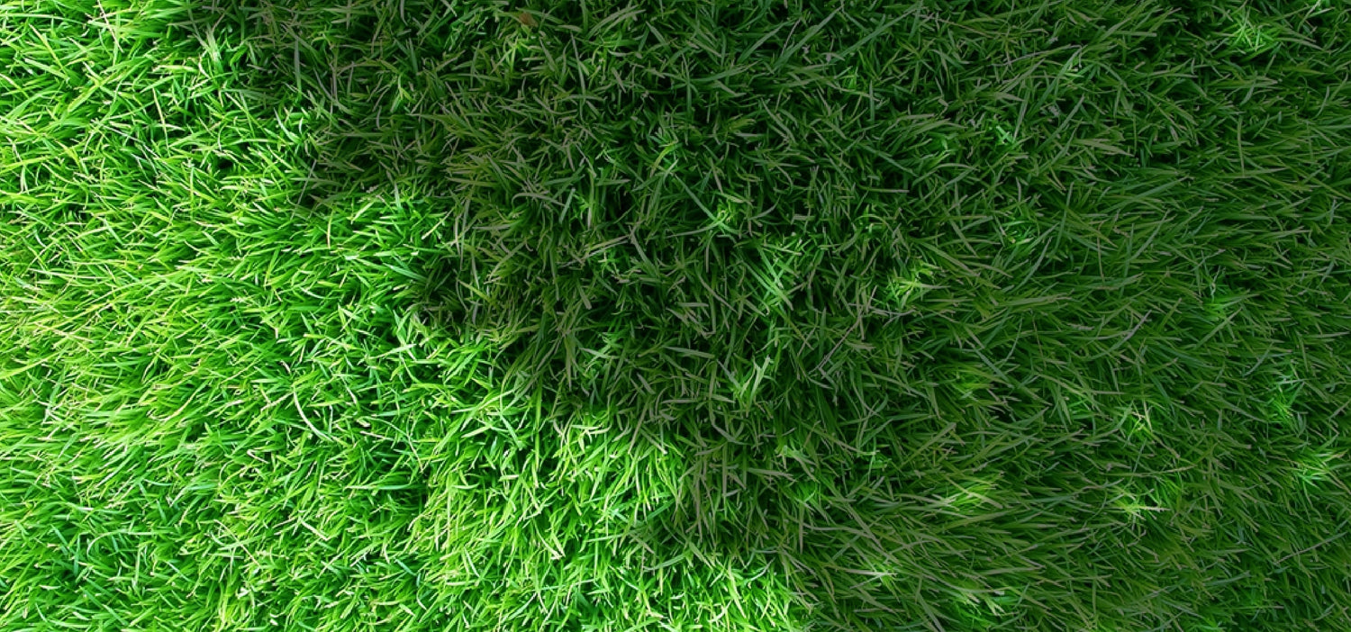 The Best Grass for Shade