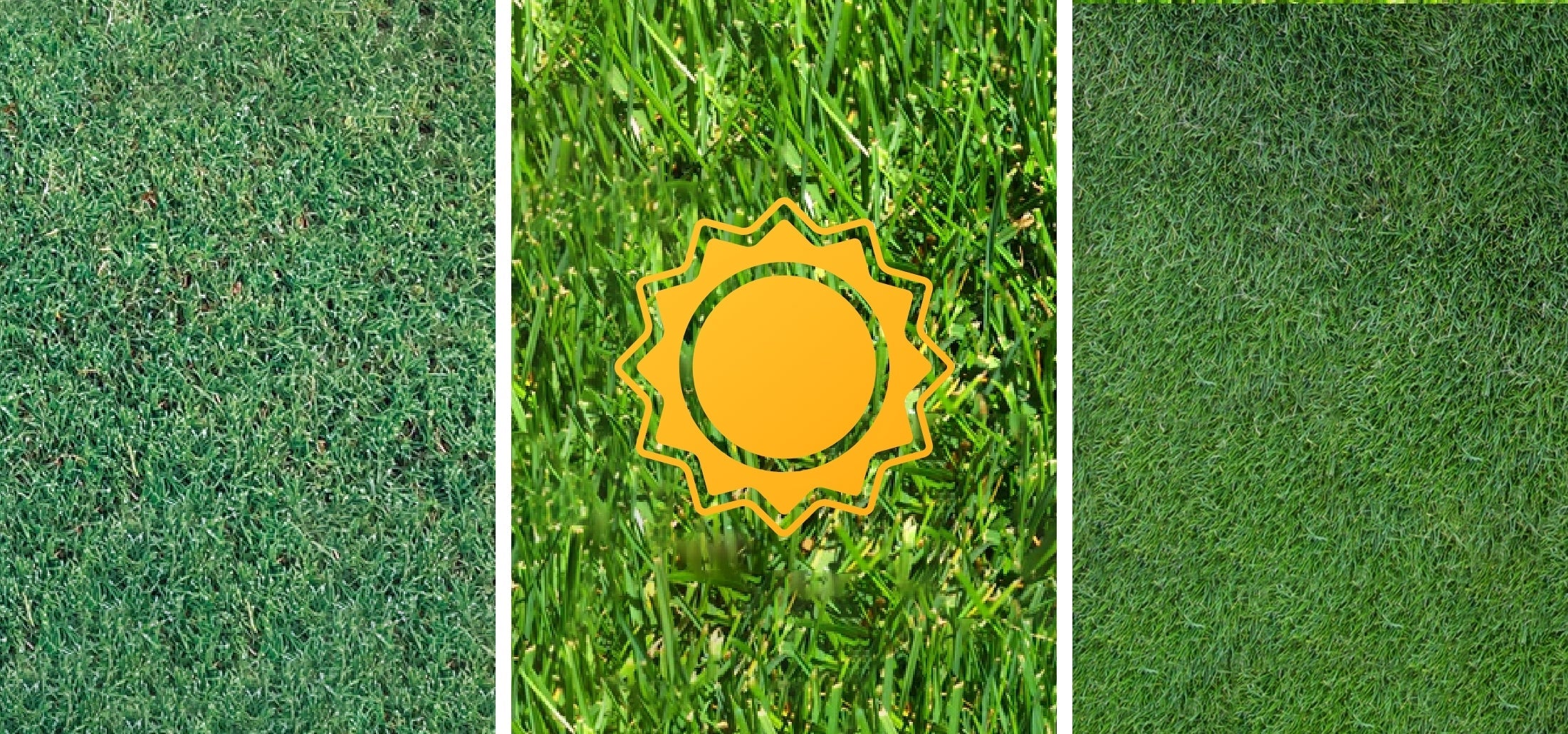 Get a Greener Lawn: Expert Tips on Planting Warm Season Grasses