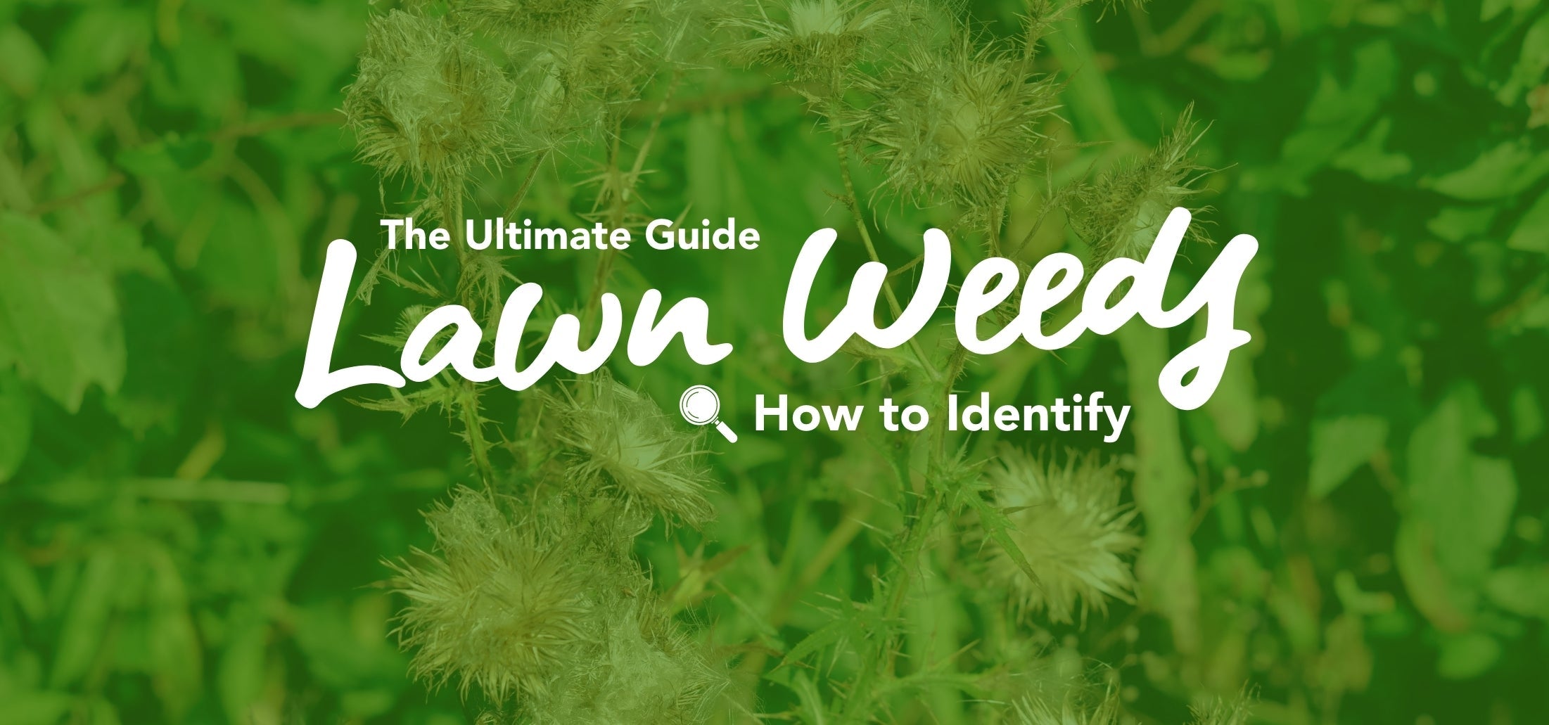 The Ultimate Guide to Lawn Weeds: How to Identify, Prevent, and Eliminate Them