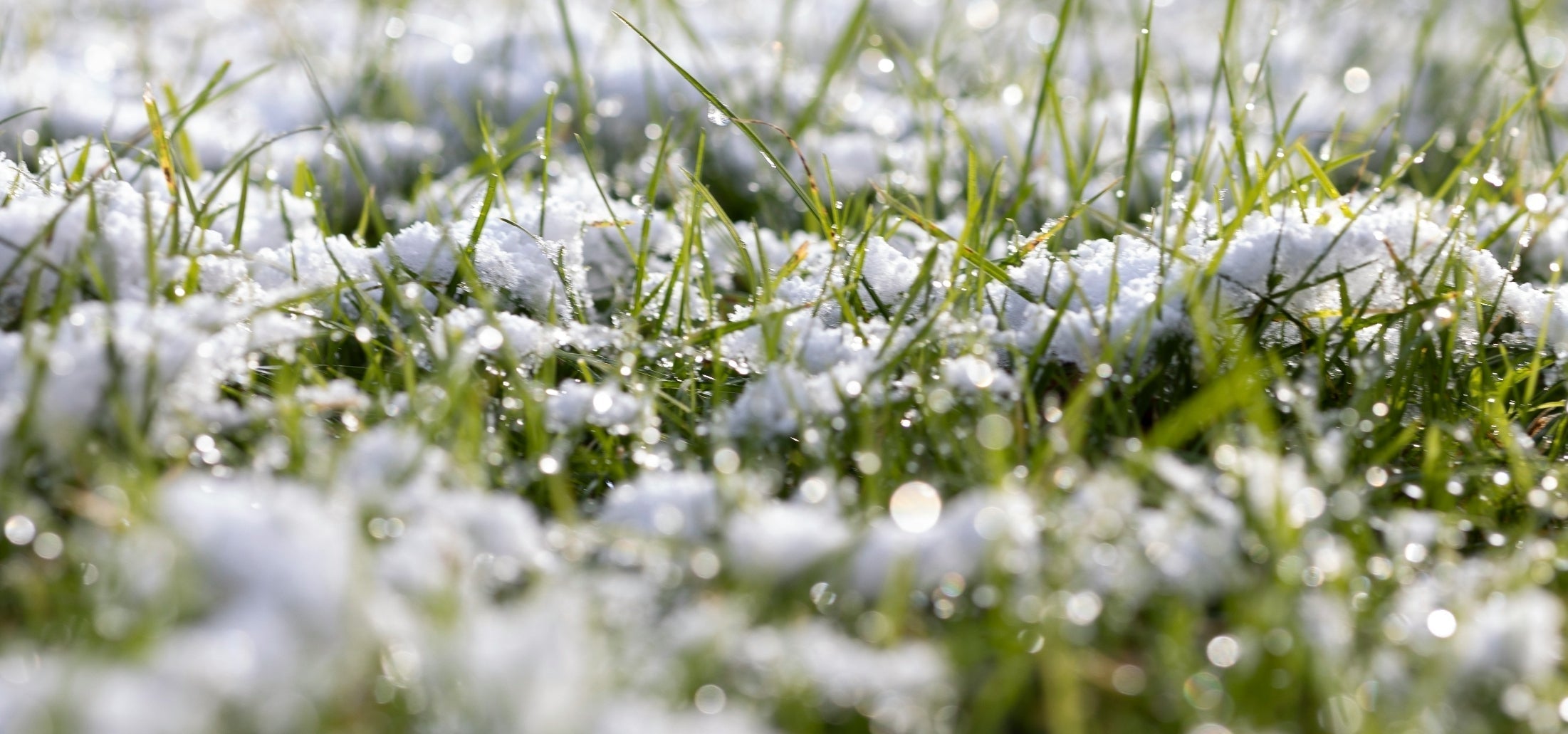What Are Cool Season Grasses?