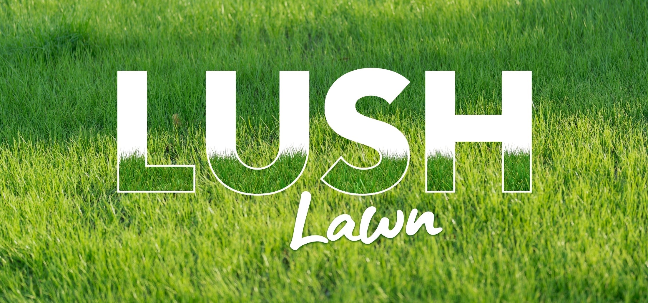 Your Seasonal Guide to a Lush Lawn