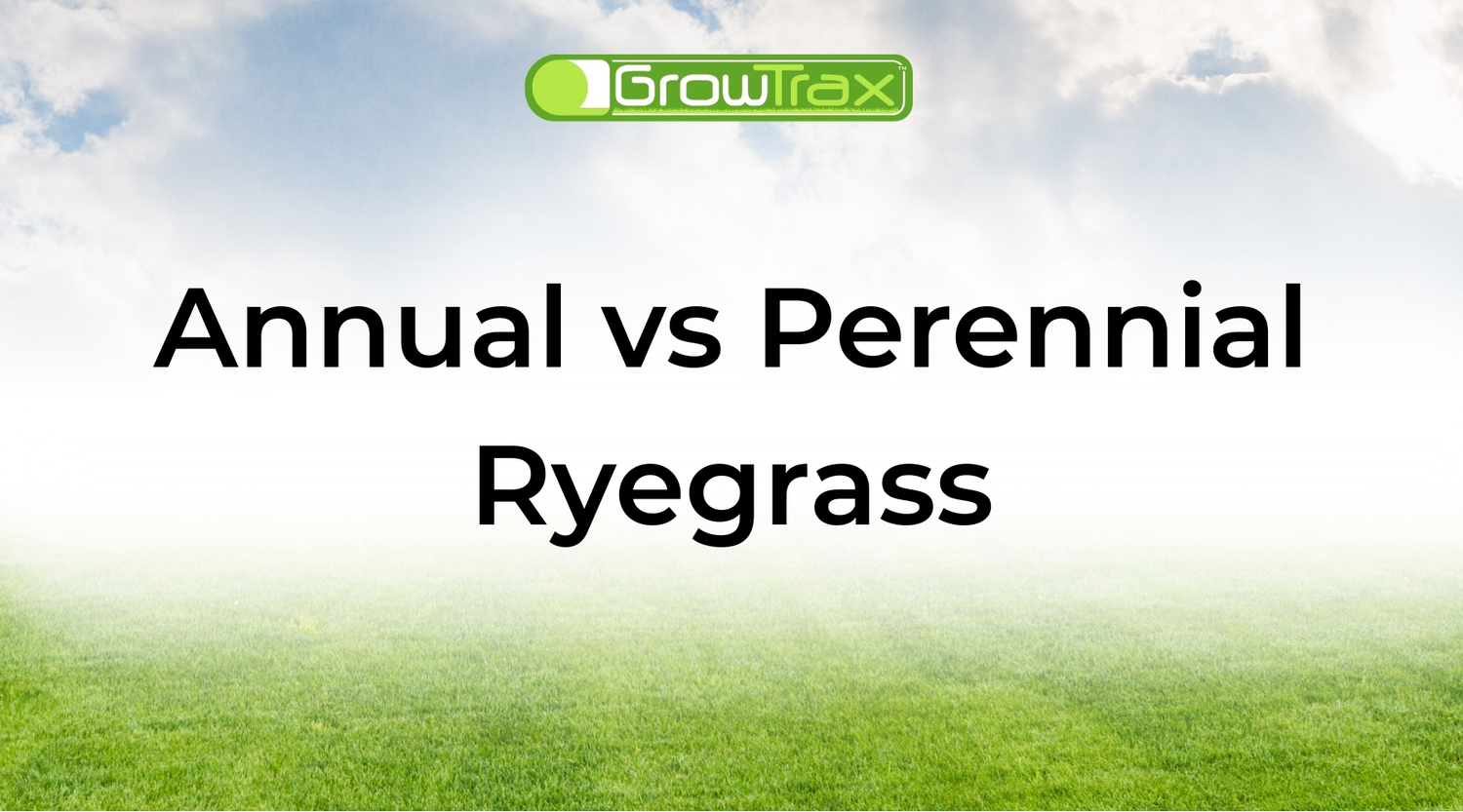 Annual vs Perennial Ryegrass: Which Seed Works Best for Your Lawn and Climate?