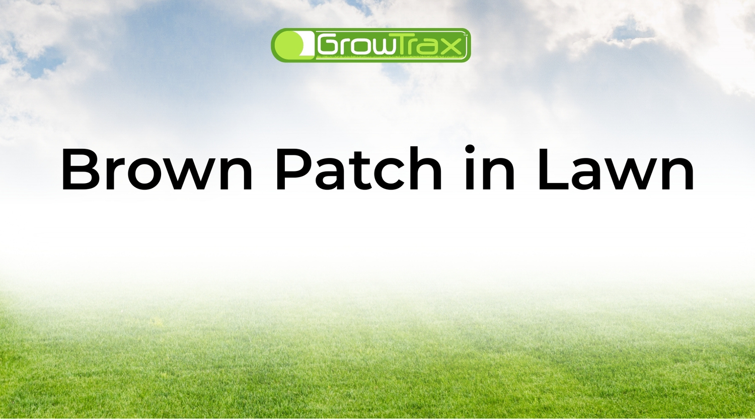 Brown Patch in Lawn: How to Diagnose, Treat, and Repair Damaged Grass