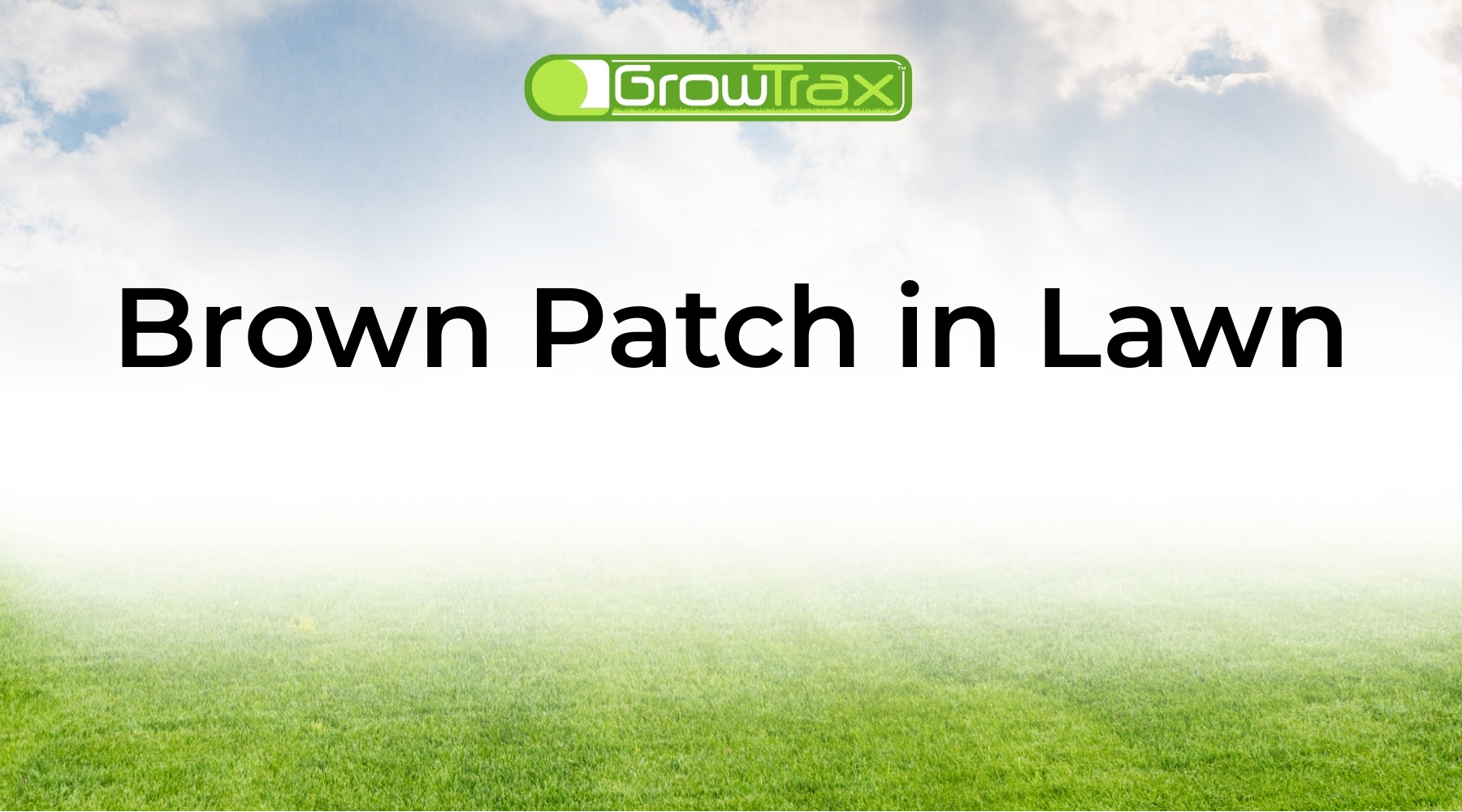 Brown Patch in Lawn: How to Diagnose, Treat, and Repair Damaged Grass