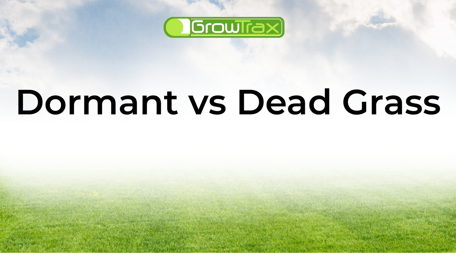 Dormant Grass vs Dead Grass: How to Tell What Your Lawn Needs