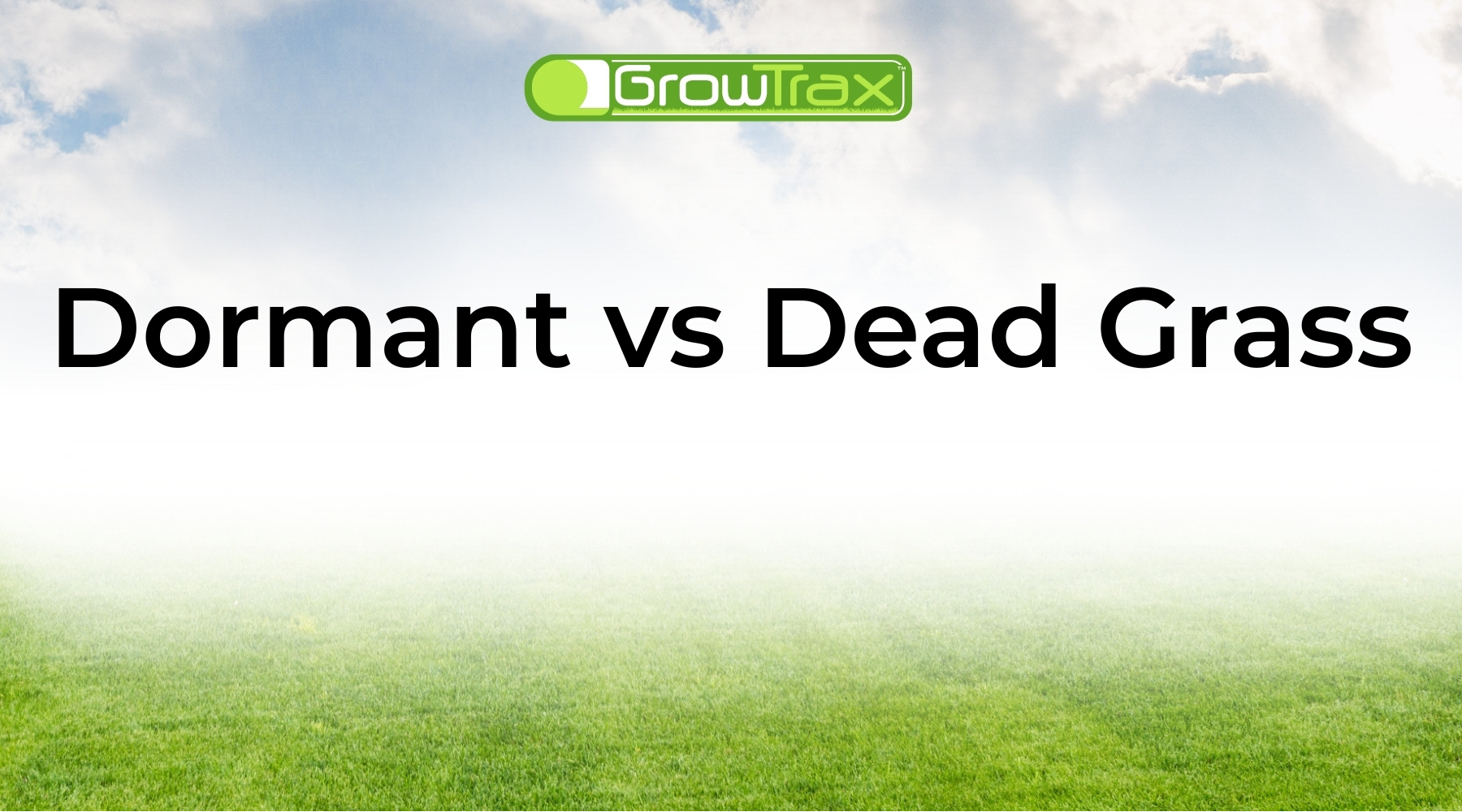 Dormant Grass vs Dead Grass: How to Tell What Your Lawn Needs