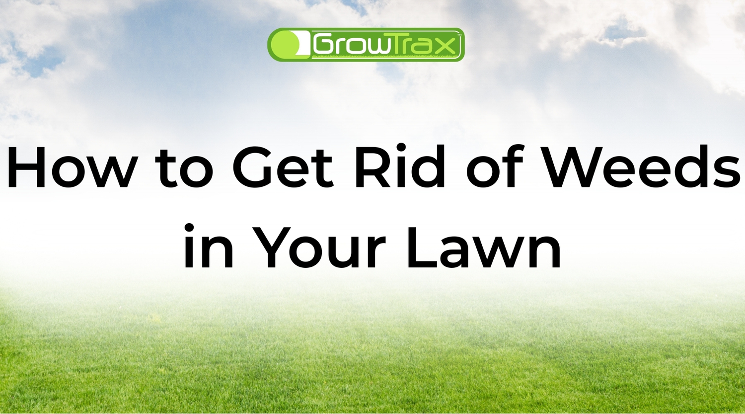 How to Get Rid of Weeds in Your Lawn: A Step-by-Step Plan That Works