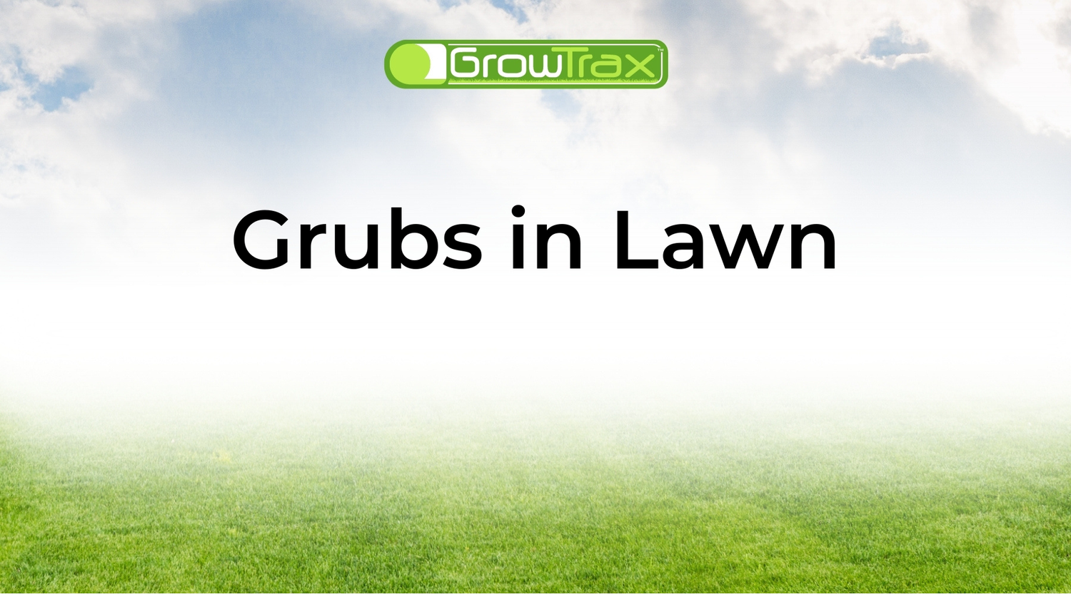 Grubs in Lawn? How to Spot, Treat, and Repair the Damage