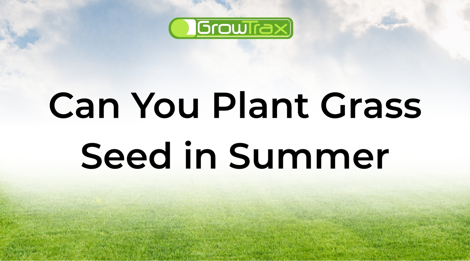 Can You Plant Grass Seed in Summer? What Works and What Fails