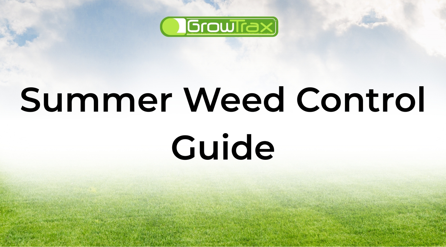 Summer Weed Control Guide: What to Spray, Pull, and Avoid in Hot Weather