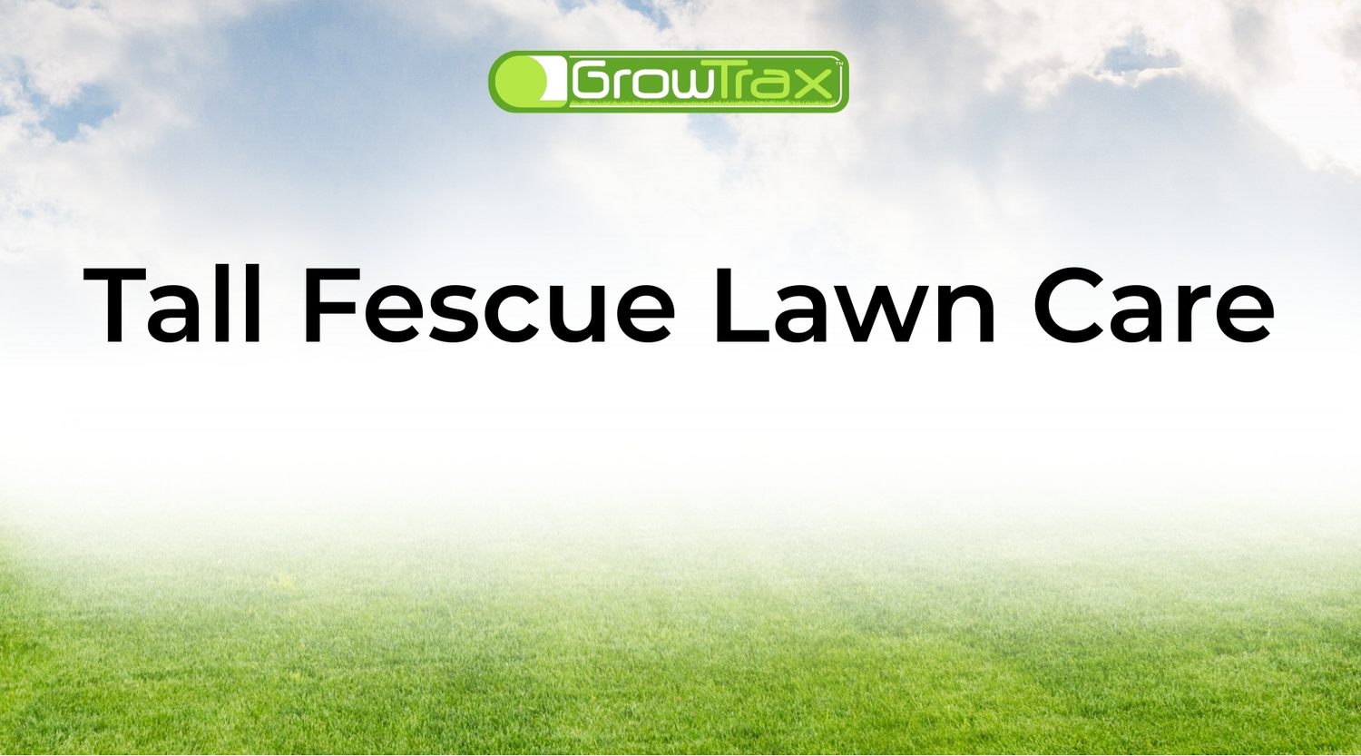 Tall Fescue Grass Guide: How to Plant, Grow, and Thicken Your Lawn