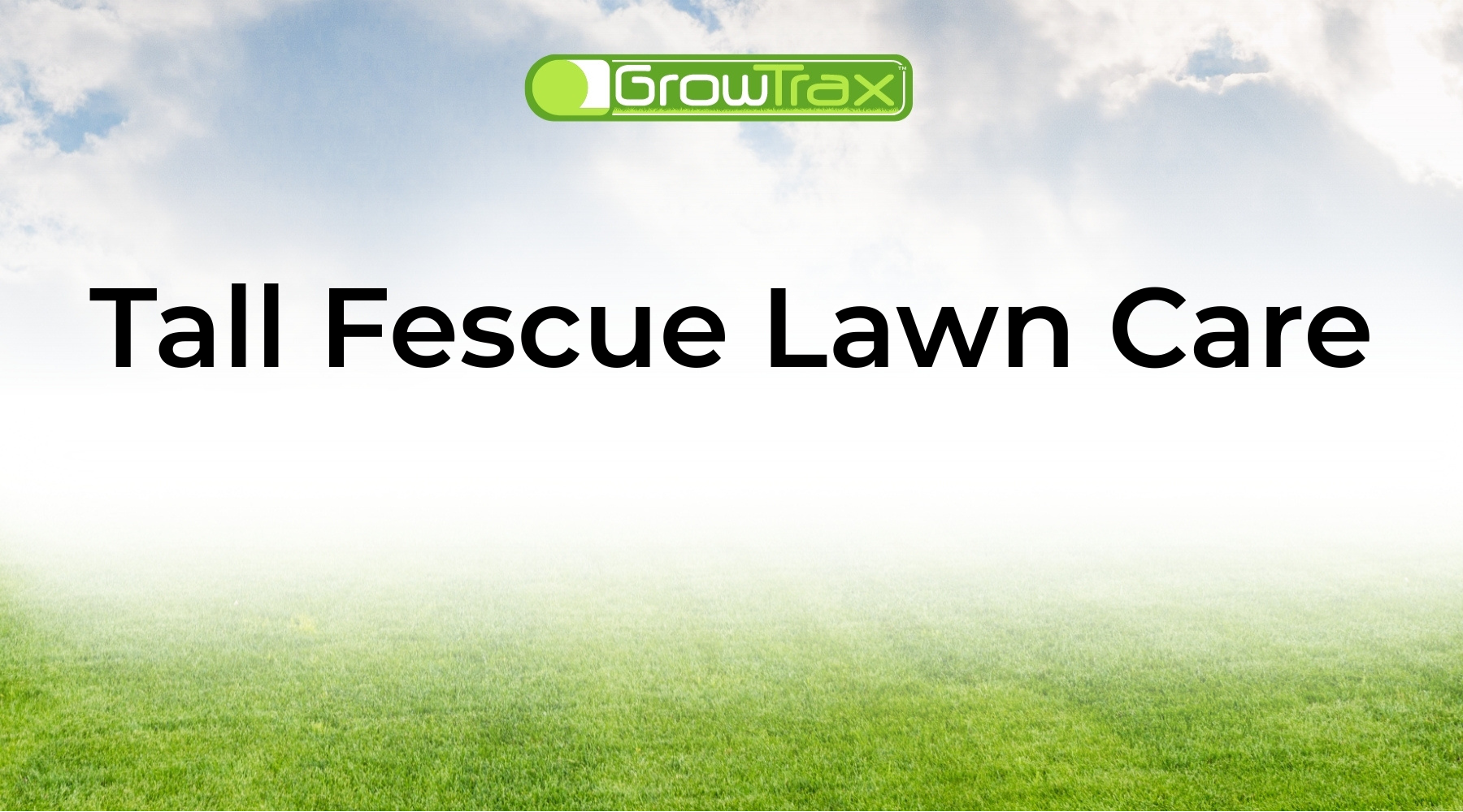 Tall Fescue Grass Guide: How to Plant, Grow, and Thicken Your Lawn