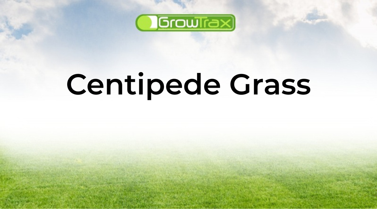 Is Centipede Grass Right for Your Lawn? A Complete Growing Guide