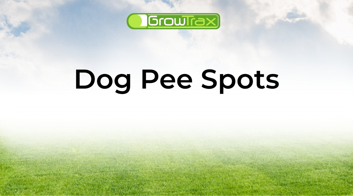 The Dog Owner's Guide to Repairing and Preventing Dog Pee Spots on Your Lawn