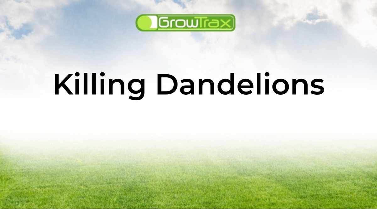 How to Kill Dandelions Without Killing Your Grass