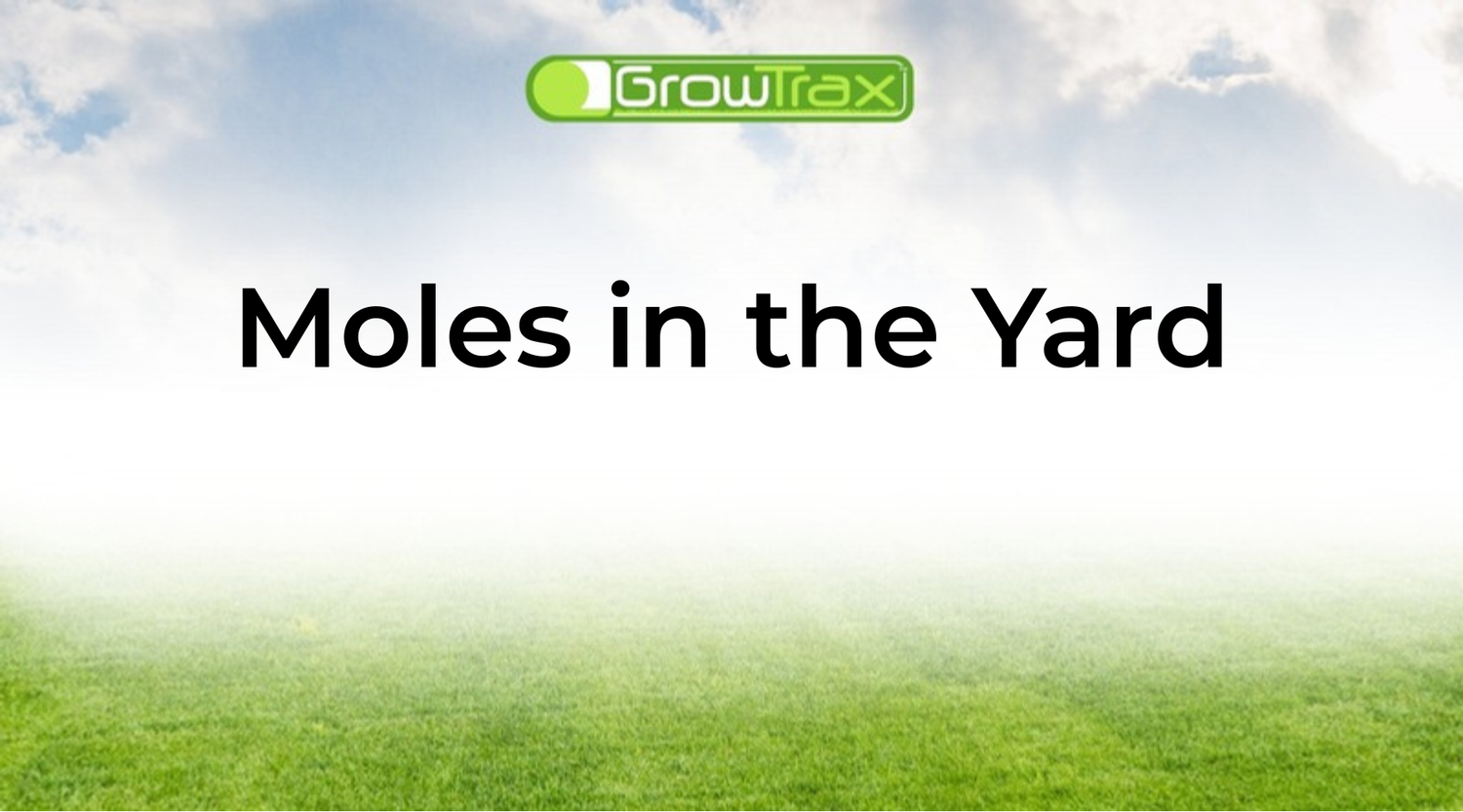 Moles in the Yard: How to Get Rid of Moles and Repair the Damage They Leave Behind