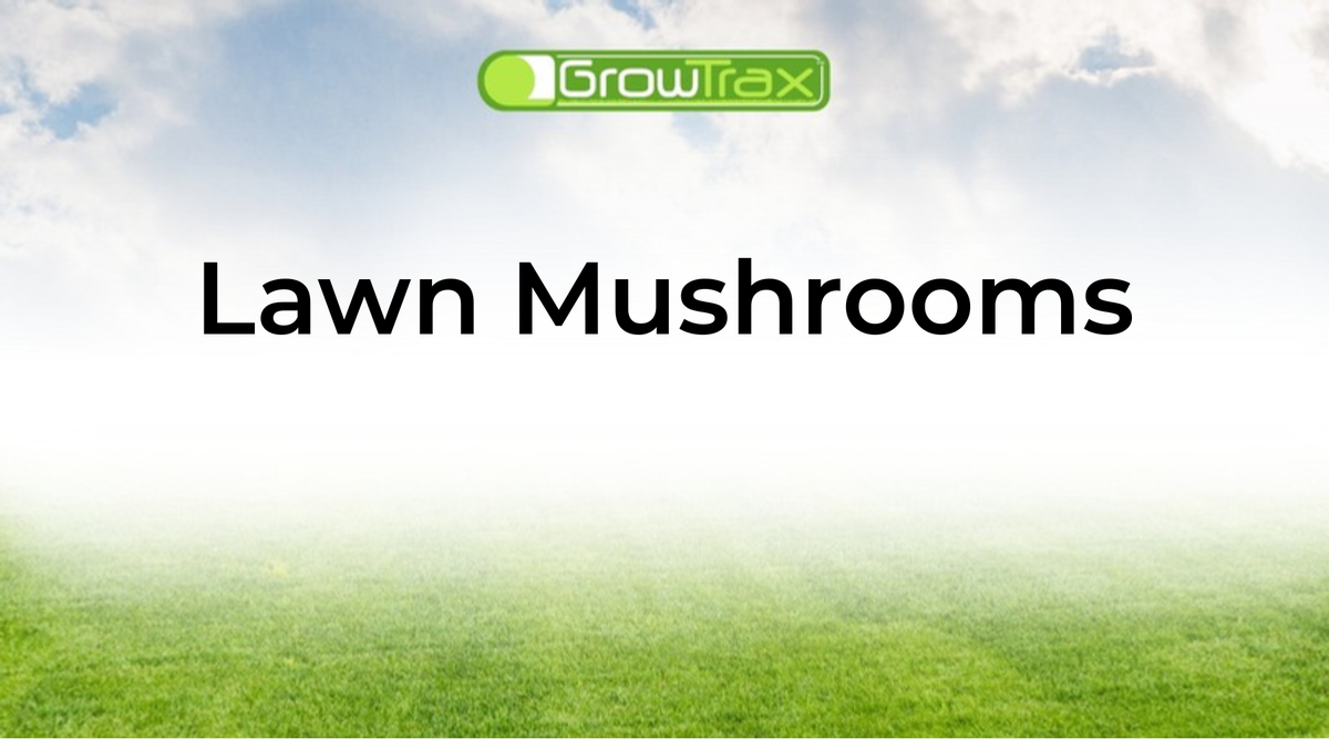 Mushrooms in Your Lawn: Why They Grow and How to Get Rid of Them