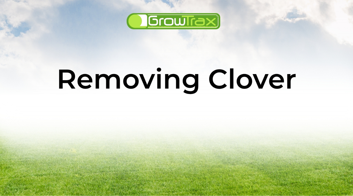 How to Remove Clover From Your Lawn and Keep It From Coming Back