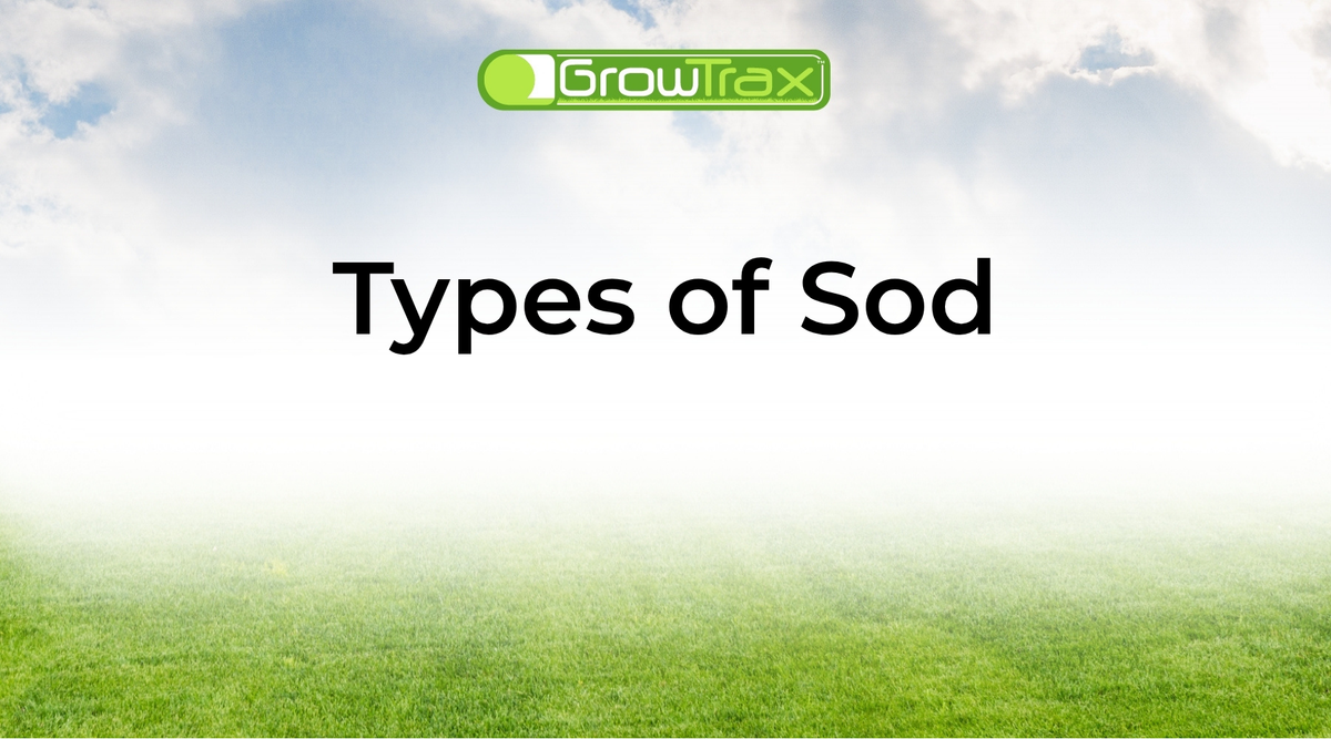 Which Type of Sod Is Right for Your Yard?