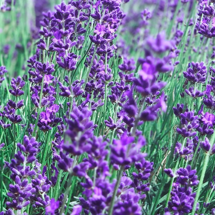lavender roll out seed mats Lavender Wildflower – GrowTrax Grass