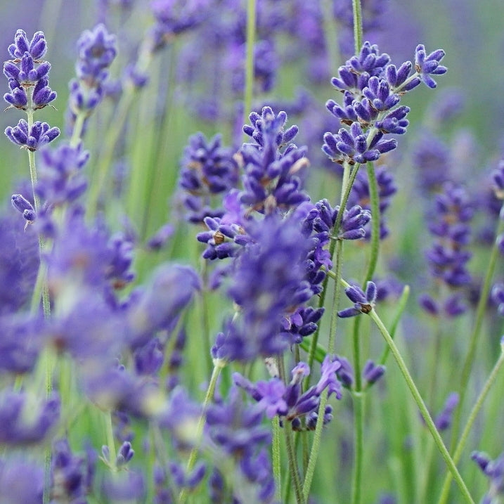 lavender roll out seed mats Lavender Wildflower – GrowTrax Grass