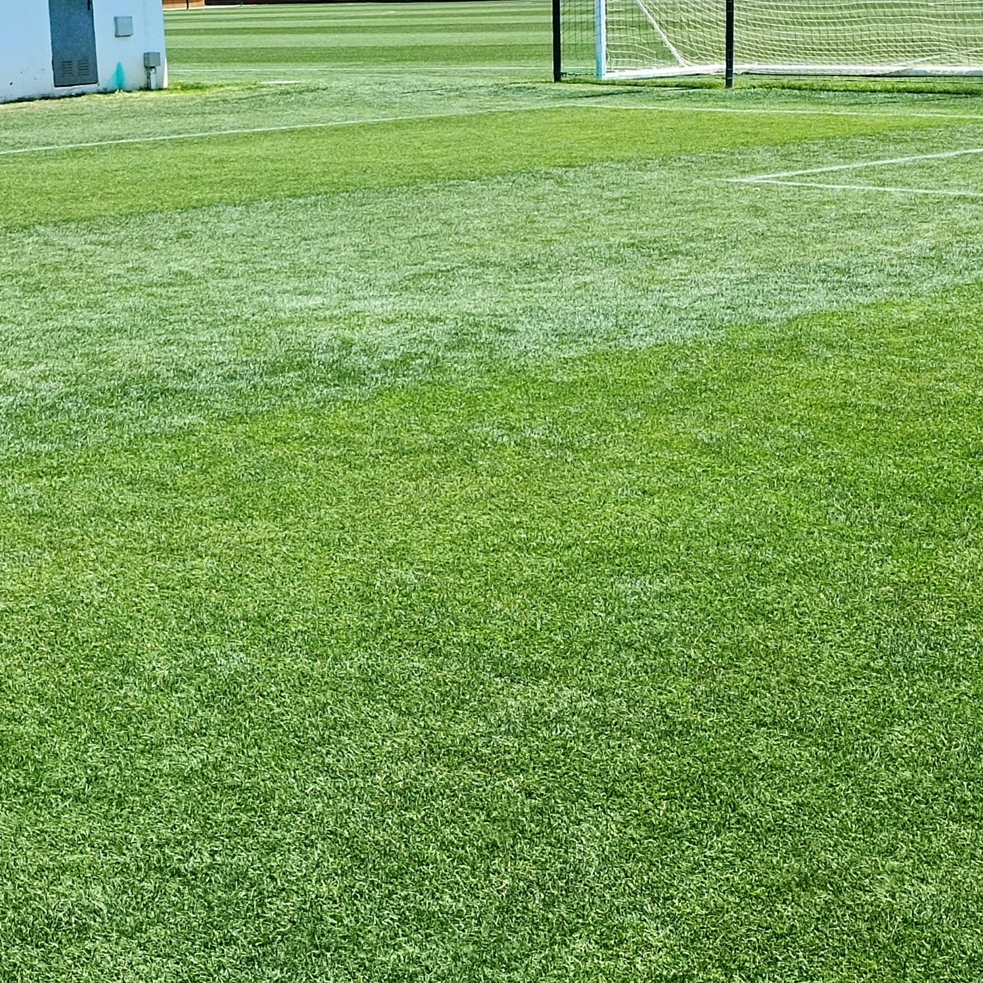 NU-Lawn Roll (200 sq ft roll)