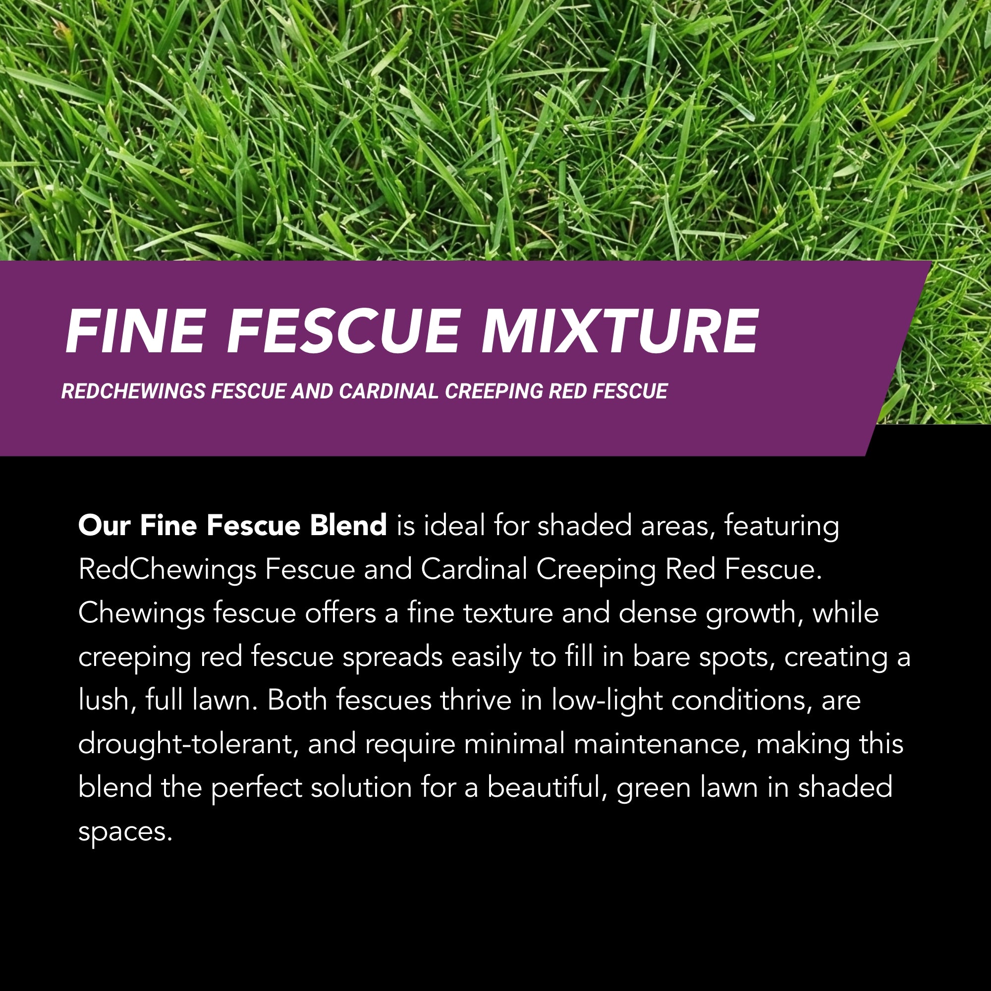 New Lawn (200 sq ft roll)