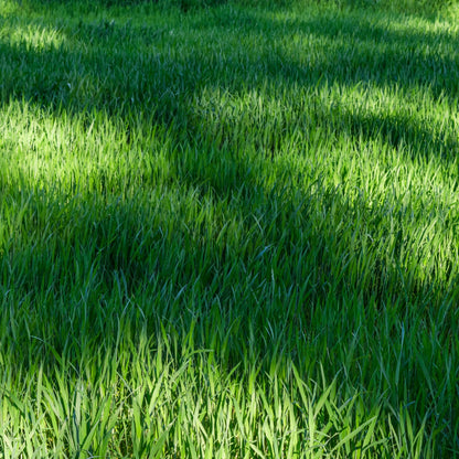 NU-Lawn Roll (200 sq ft roll)