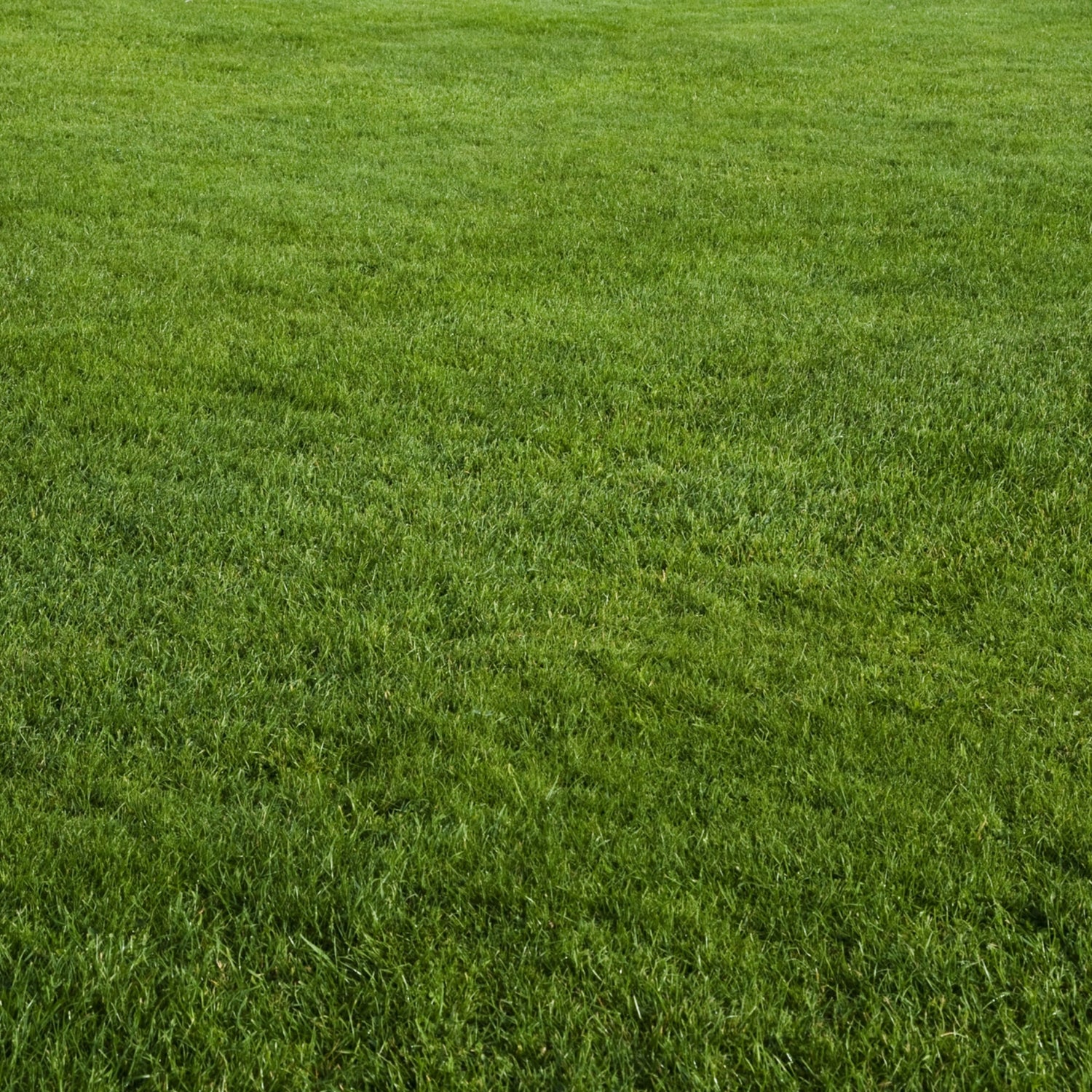 NU-Lawn Roll (200 sq ft roll)