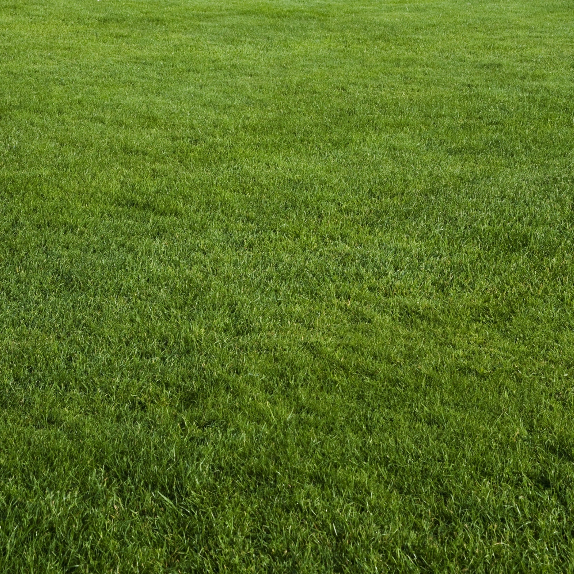 NU-Lawn Roll (200 sq ft roll)