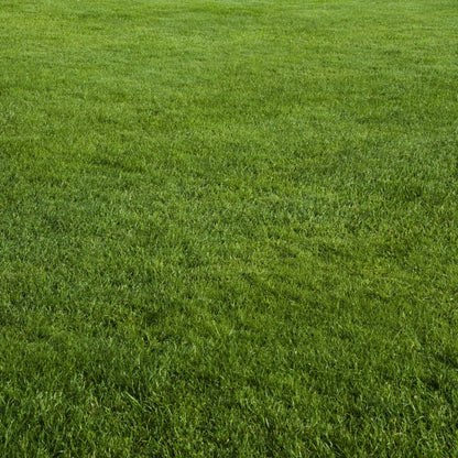 NU-Lawn Roll (200 sq ft roll)