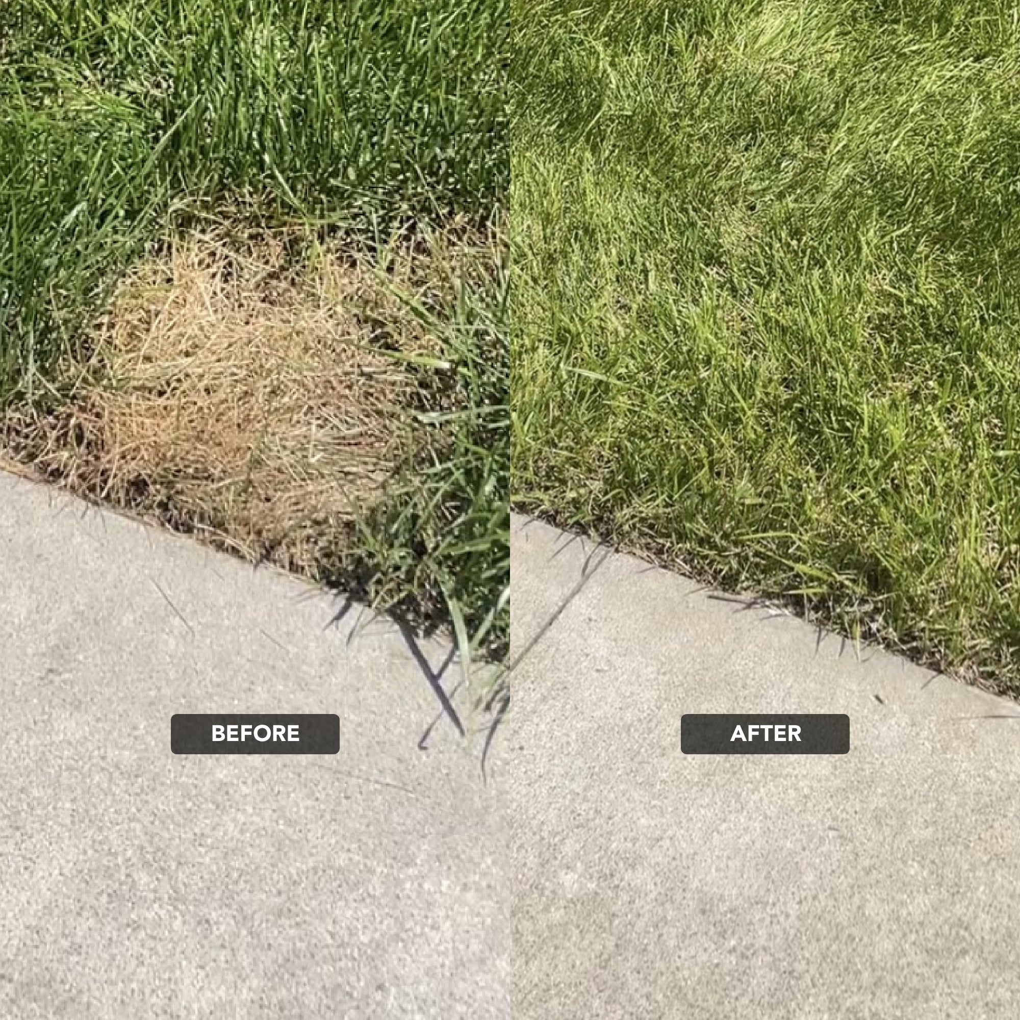 Lawn Repair (50 sq ft roll)